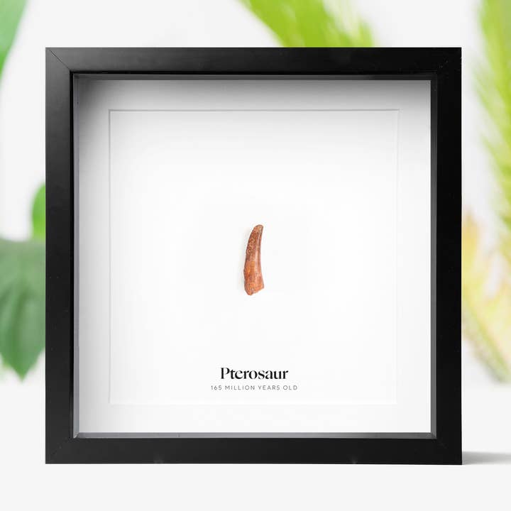 Marco de caja con forma de fósil de dinosaurio auténtico con forma de diente de pterodáctilo para venta al por mayor de Curated Studio