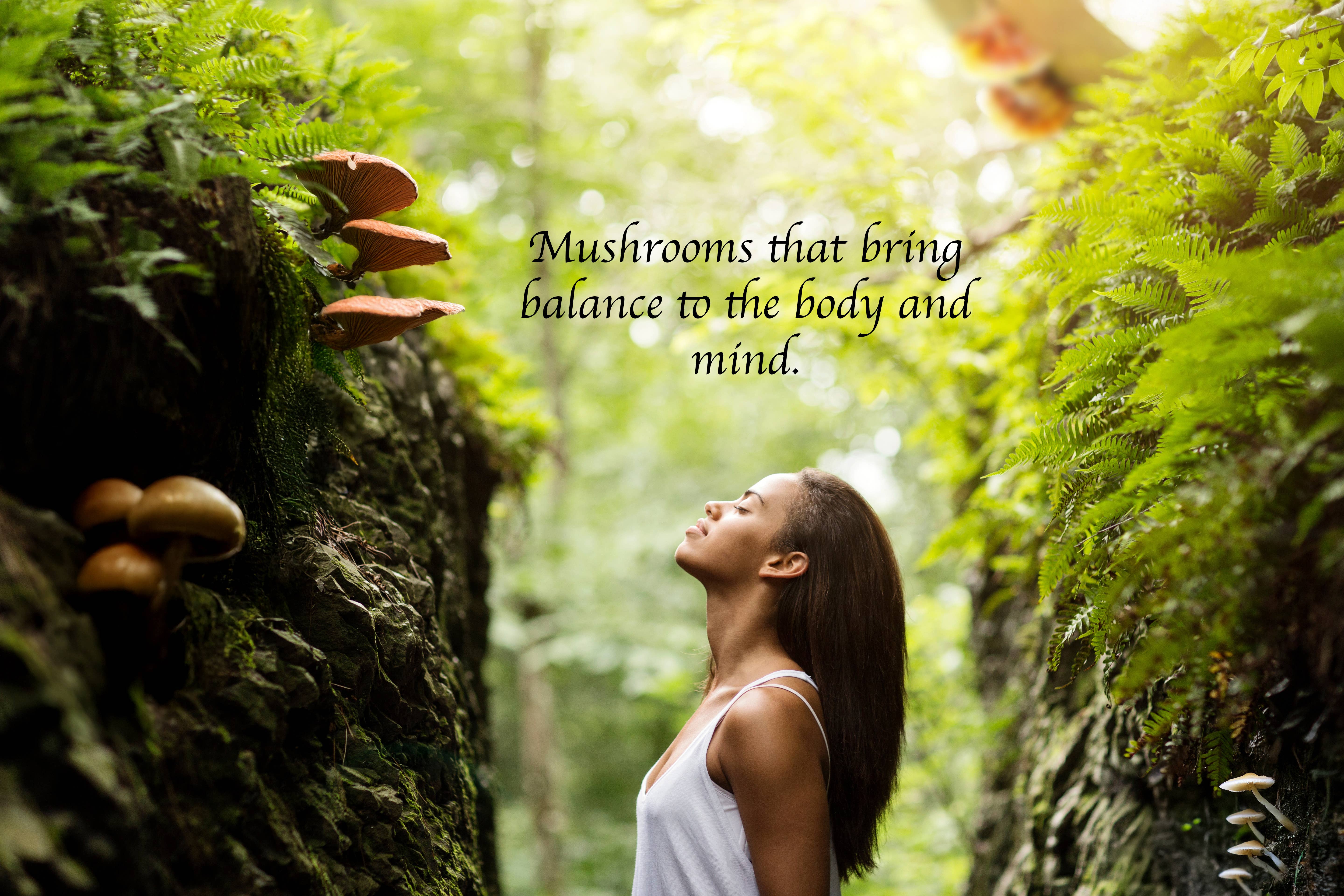 Dr. KellFire - Wholesale Oral Supplement/Vitamin - 8 Mushroom Tincture - Lions Mane - Reishi + 6 More3