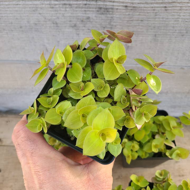 Callisia 'Gold form' for wholesale by Buzz + Thrive Gardens