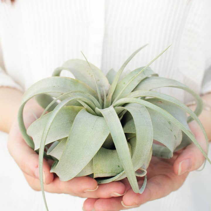 Live 4-inch Tillandsia Xerographica Air Plant and other Purchase Wholesale planche apero. Free Returns & Net 60 Terms on Faire trending on Faire.