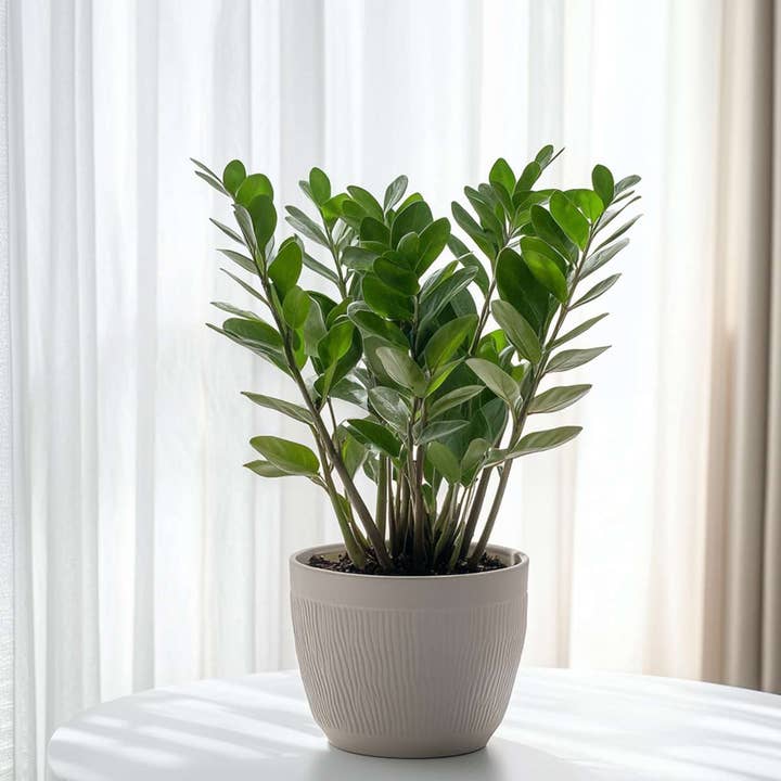 Oasis of Life - Wholesale Live Plant - Zamioculcas Zamiifolia – ZZ Plant / Emerald Palm – Height 55–65cm – Ø17cm – Easy-care houseplant for home & office1