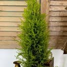 Bella Vintage Home Inc - Wholesale Live Plant - Live Plants- Lemon Cypress Column