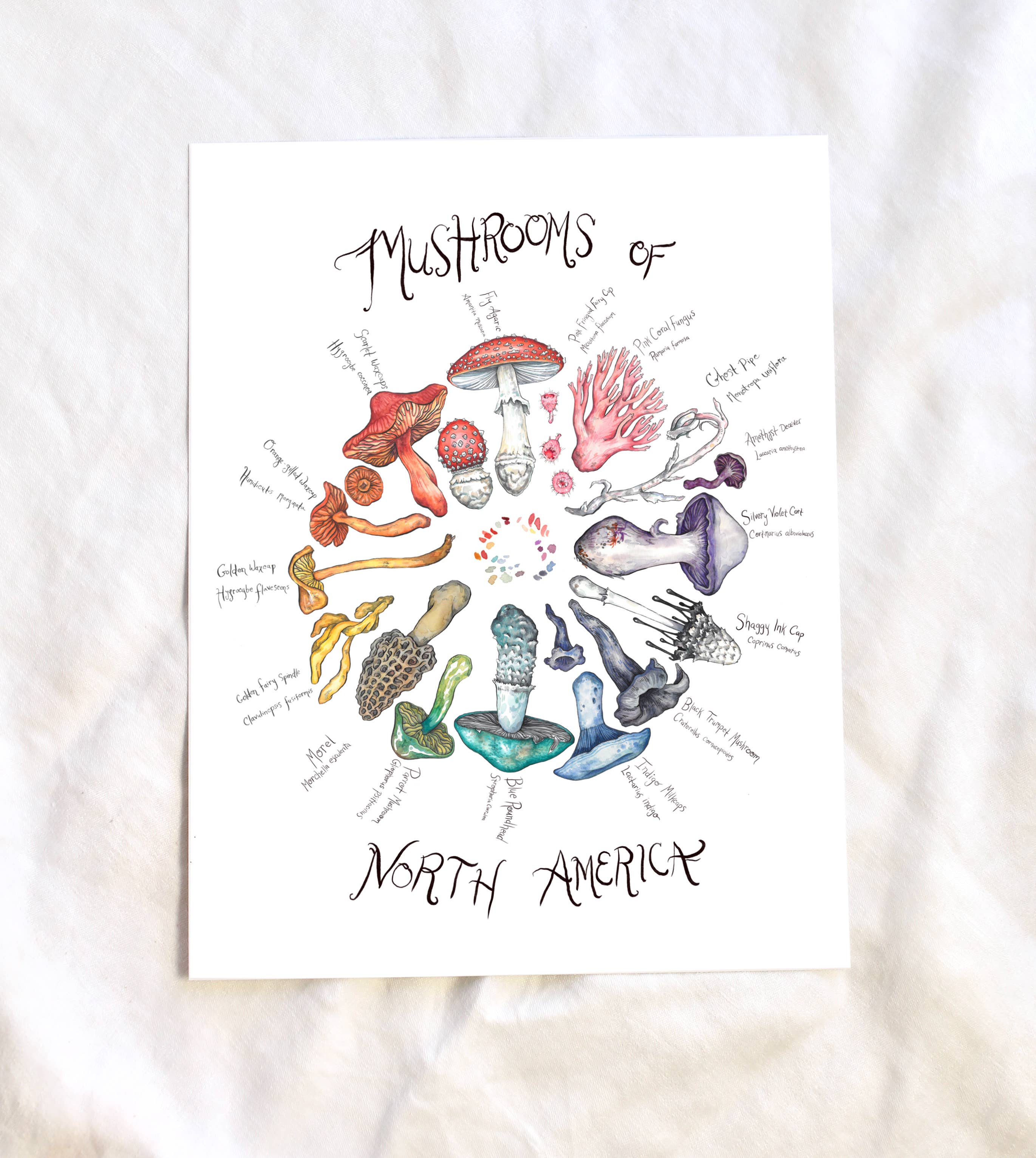 Claire Loon Baldwin Illustration - Wholesale Art Print - Mushrooms of North America Art Print1