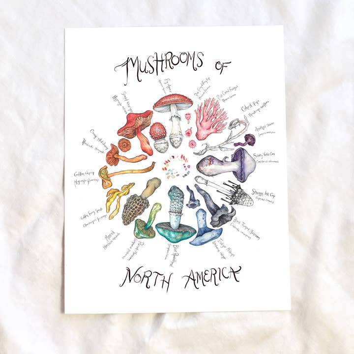 Claire Loon Baldwin Illustration - Wholesale Art Print - Mushrooms of North America Art Print1