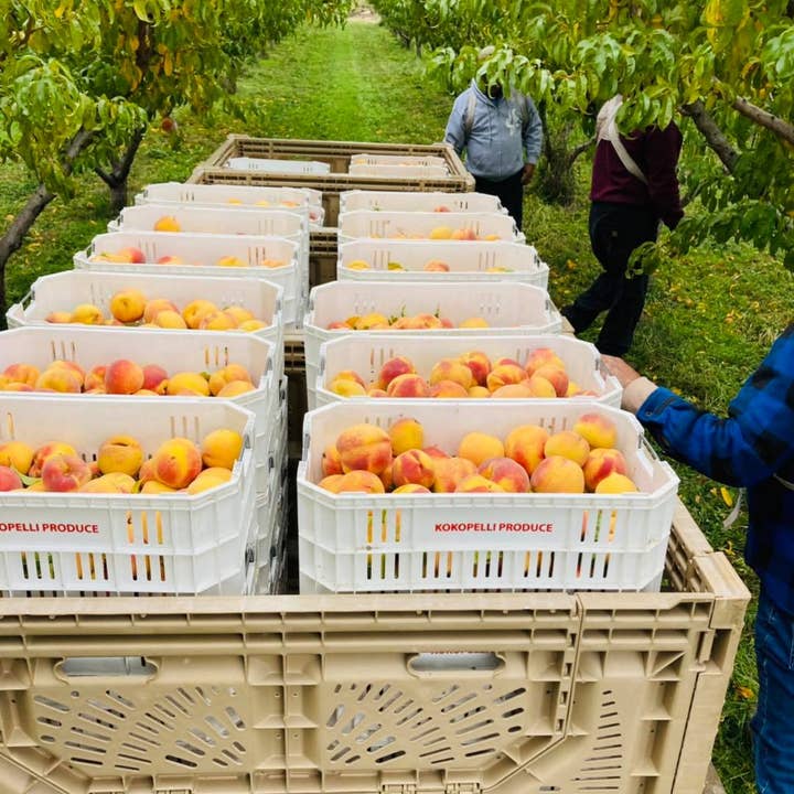 Kokopelli Farm Market - Wholesale Dried/dehydrated fruit - Dried Peaches1