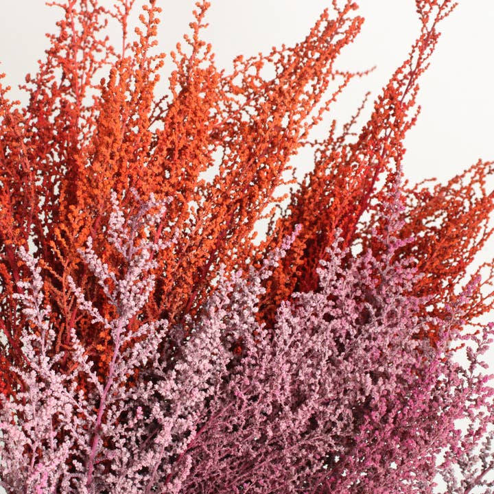 Stoebe - (Conservé) pour la vente par Roxanne's Dried Flowers