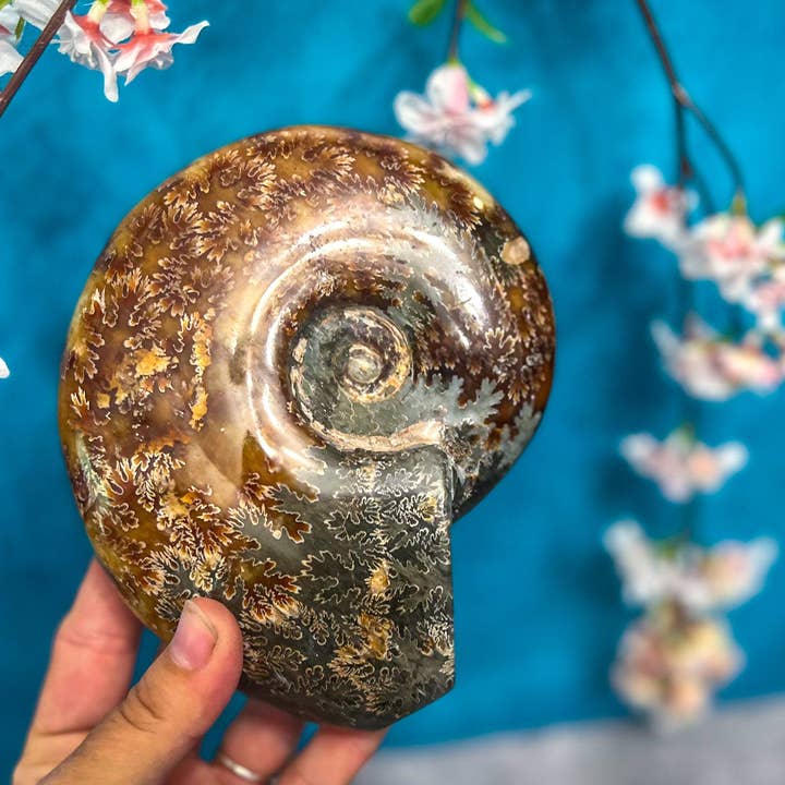 Mandala Gems - Wholesale Spiritual Stone/Crystal - Polished Ammonite Fossils4