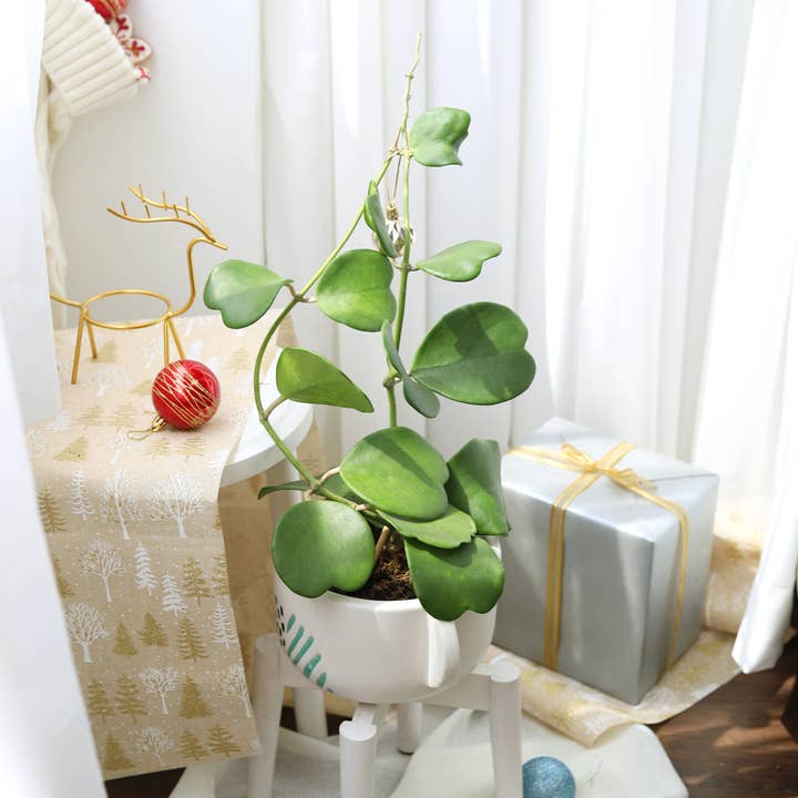 Best Plant Friend - Wholesale Live Plant - Trailing Hoya Kerrii Heart (At least 3+ leaves) - 4/6 inch
