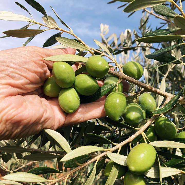 Citizens of Soil - Wholesale Olive Oil - Spanish Extra Virgin Olive Oil Bottle