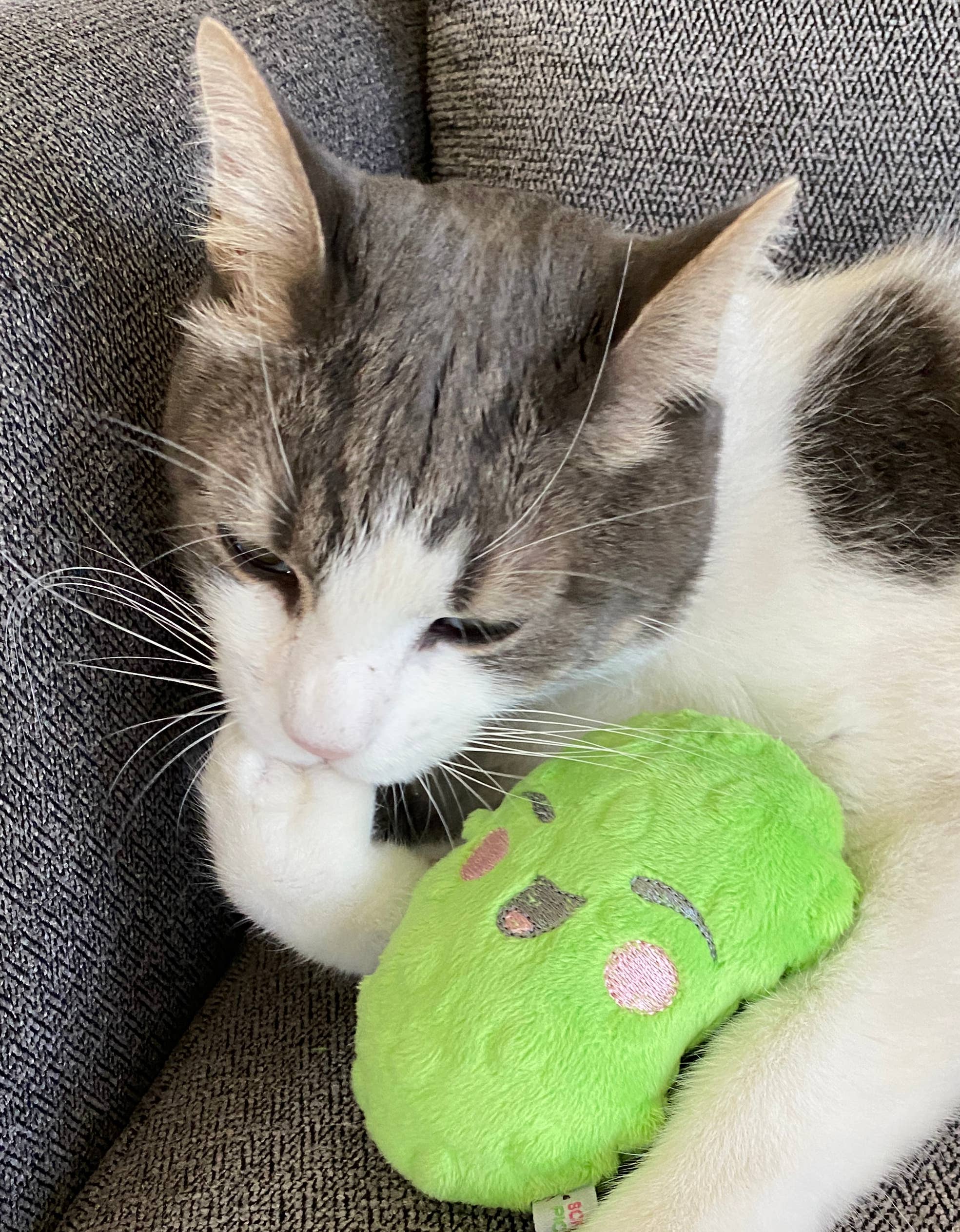 Screaming Pickles - Vente Jouet couineur – chien - Jouets pour animaux de compagnie faits à la main - Catnip/Dog Squeaker Mini Pickle13