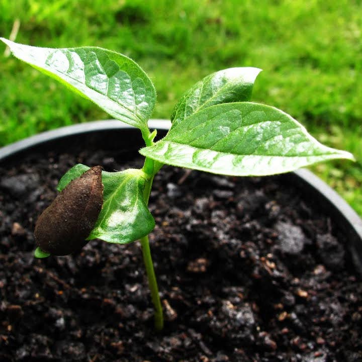 GardenPerspective - Wholesale Live Plant - 50 Persimmon Tree Seedlings Diospyros Virginiana Live Plant 6