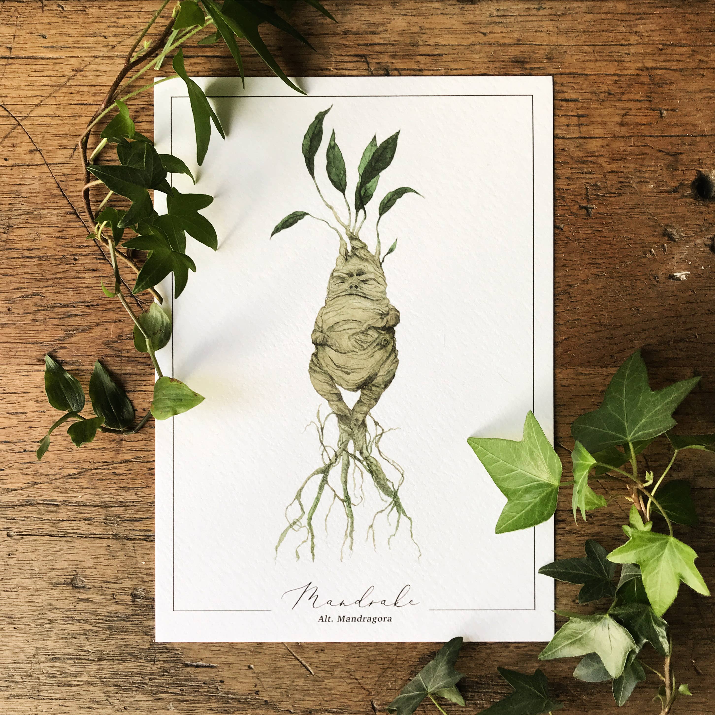 Georgiou Draws - Wholesale Art Print - Mandrake Magical Watercolour Herbology Art Print0