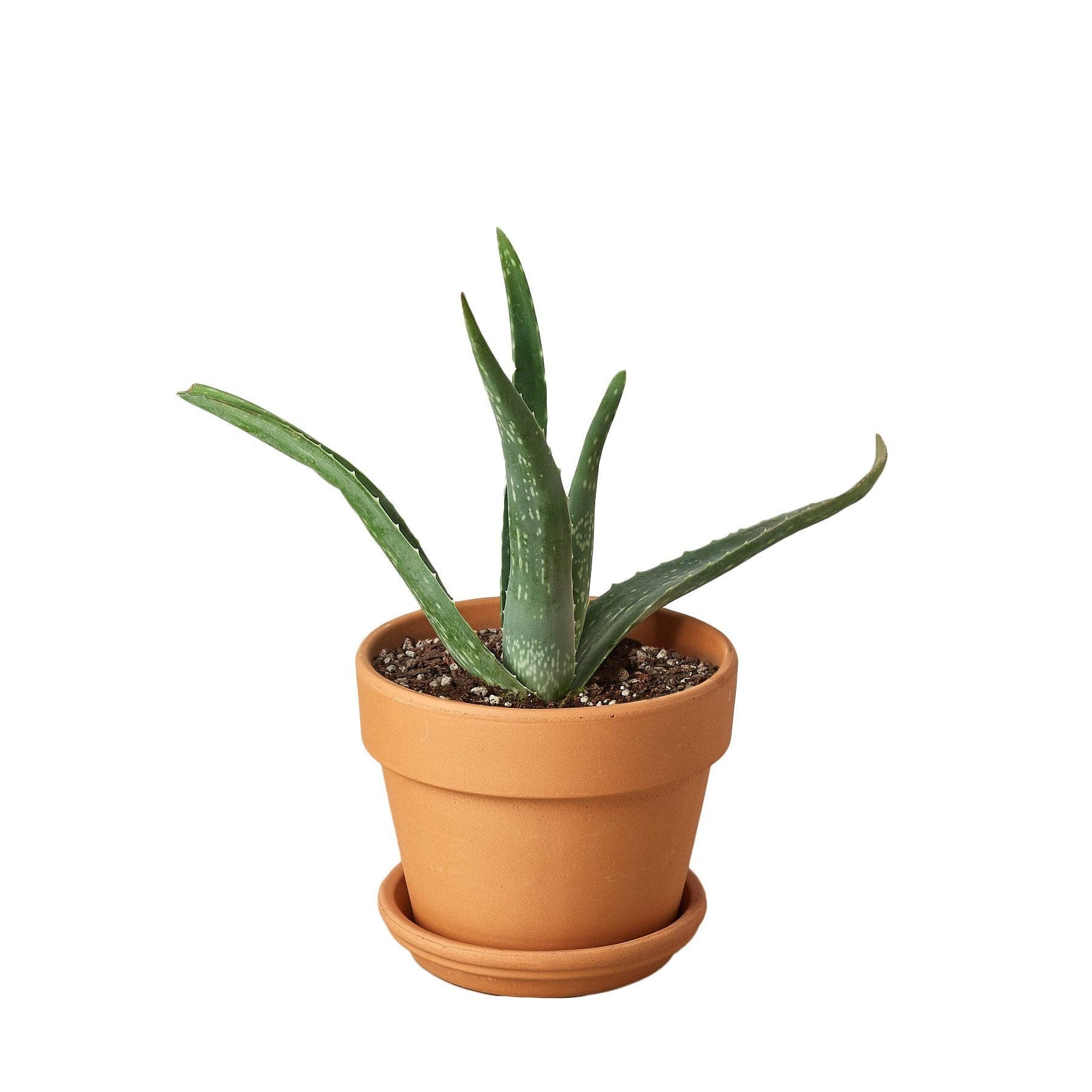 House Plant Wholesale WEST - Wholesale Live Plant - Aloe Vera, Low Maintenance Live Plant5