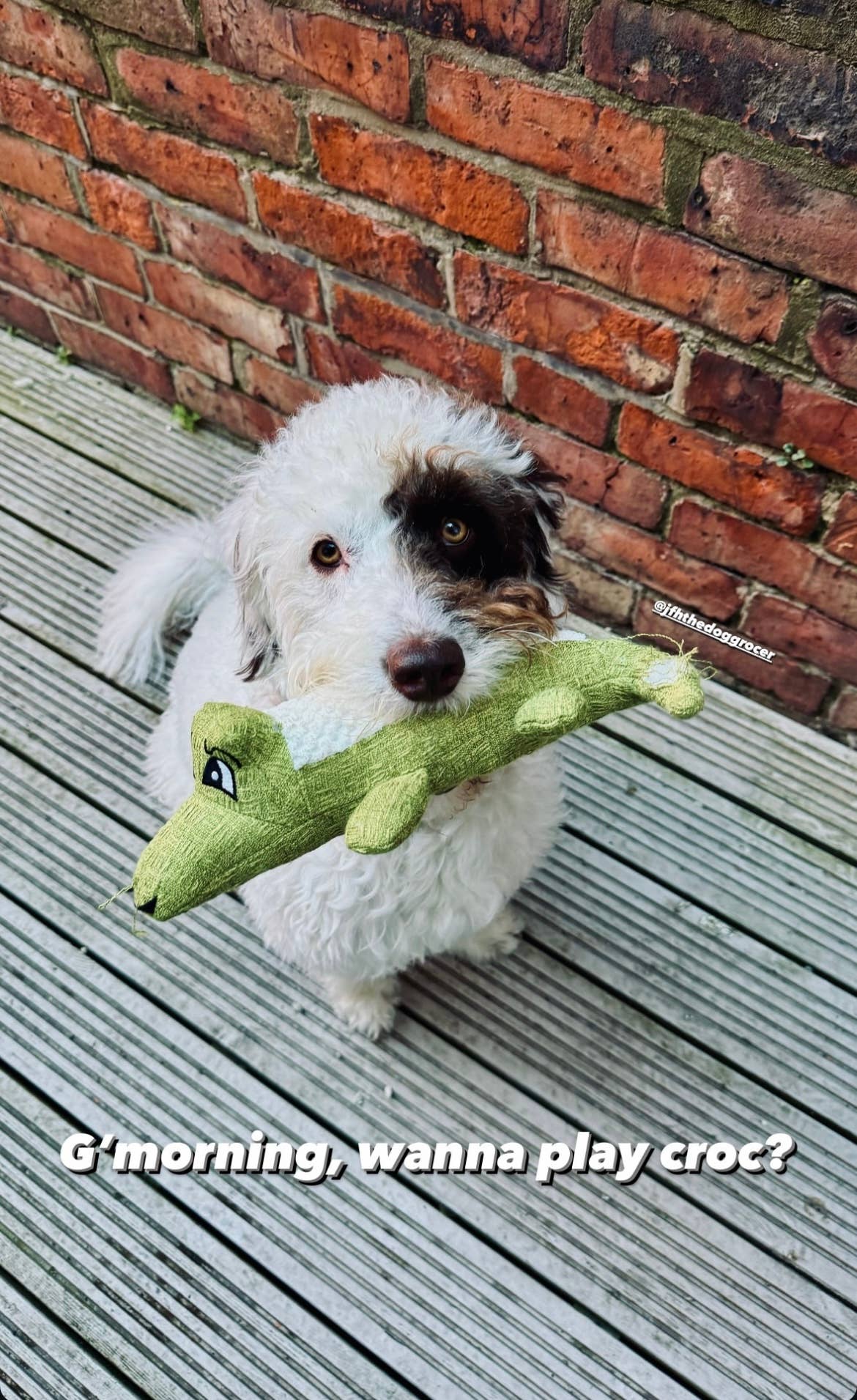 Green Waves Co. - Wholesale Pet Plush Toy - Dog - Alligator Plush Toy1