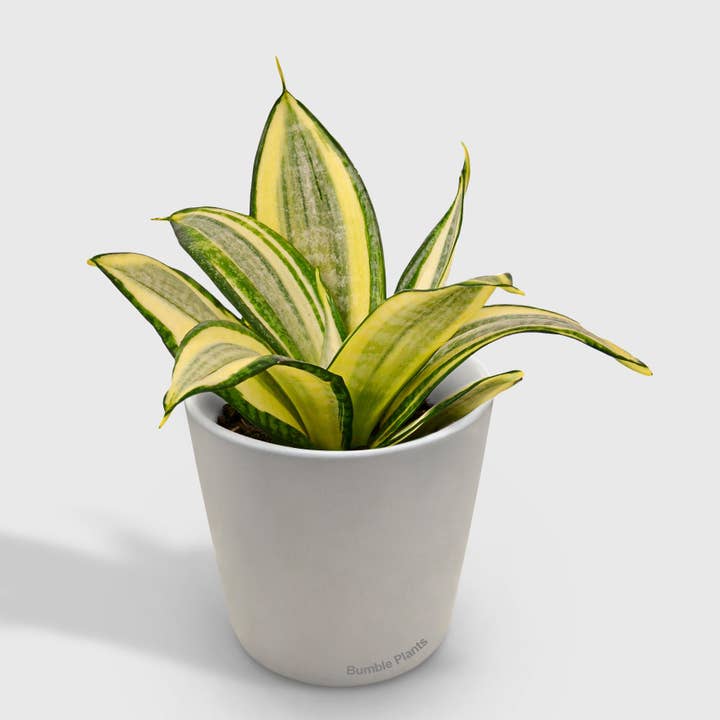 Bumble Plants - Wholesale Live Plant - Sansevieria Trifasciata Gold Hahnii Snake Plant