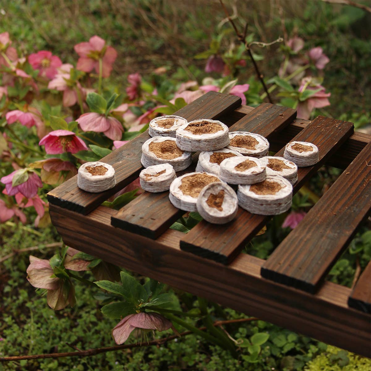 CoirProducts.co.uk of Salike Limited – wholesale Planting/potting soil – Coirproducts (cpuk) 38mm Coircoins (coir Pellets)12