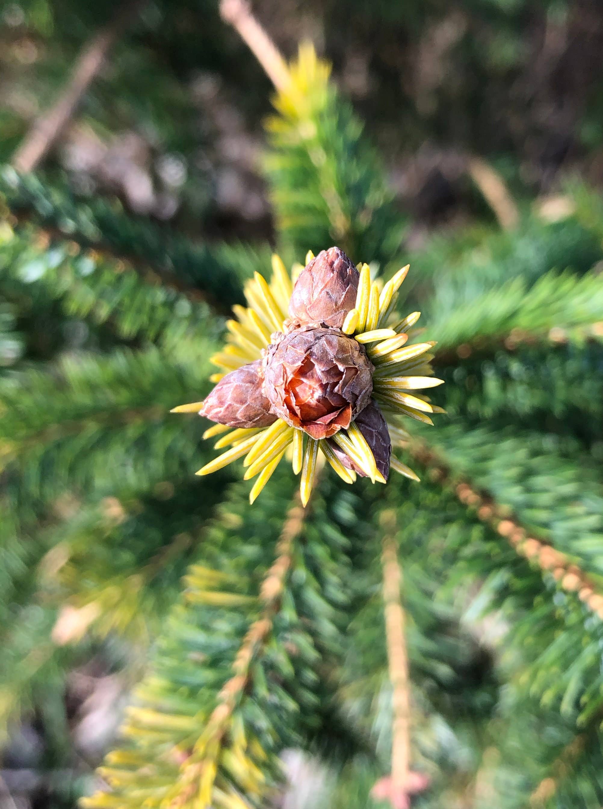 Stick Outside - Wholesale Sticker - California Sitka Spruce Sticker3