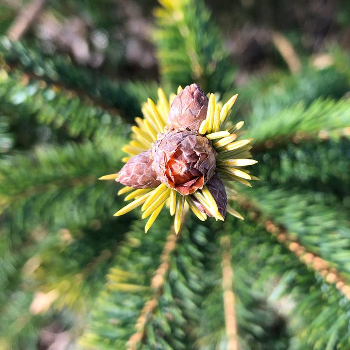 Stick Outside - Wholesale Sticker - California Sitka Spruce Sticker3