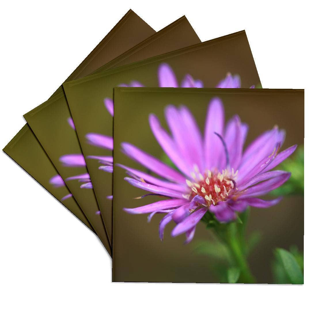 3dRose - Wholesale Coasters - 3dRose, A macro photograph of a single purple aster flower., Coaster0
