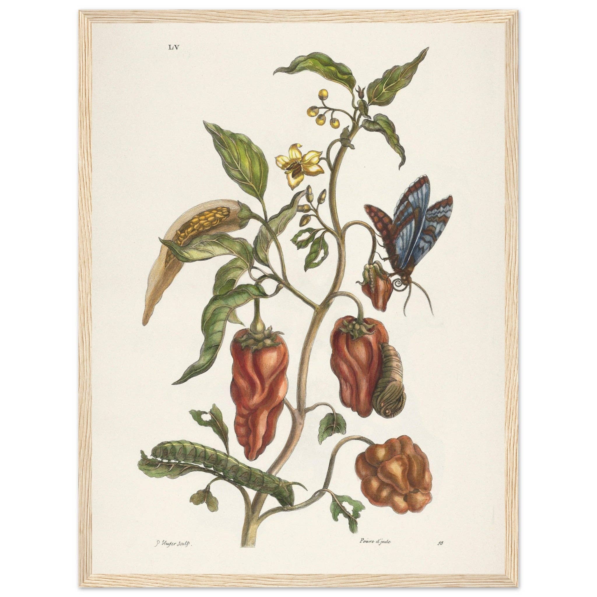 Maison de Paloma - Wholesale Art Print - Poivre d'Inde18