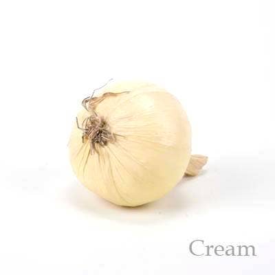 Flora Bunda Inc - Wholesale Decorative Tabletop Object - Faux Onion1