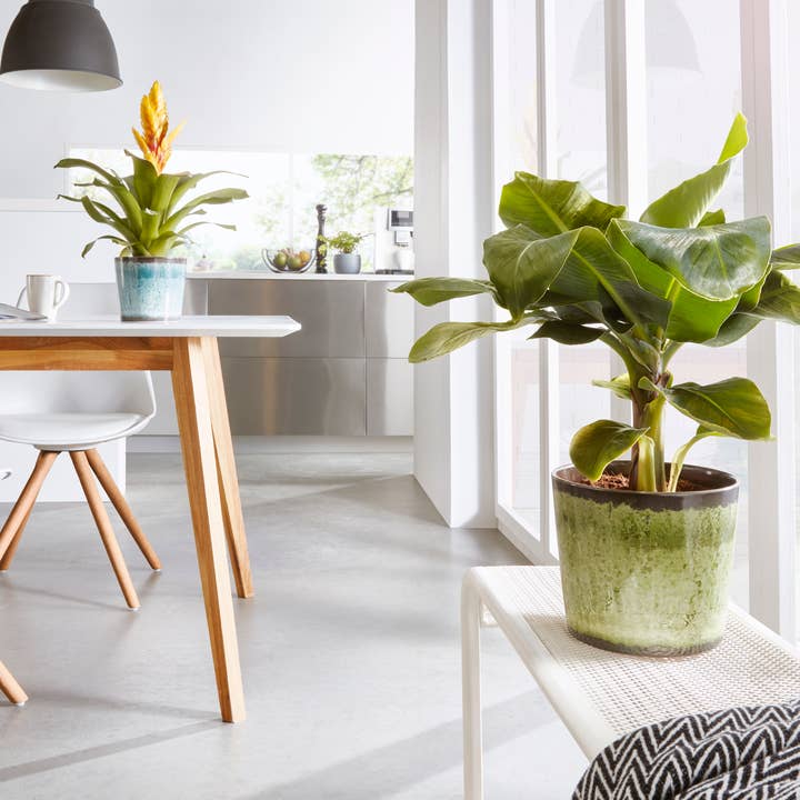 Scheurich – Großhandel Blumentopf – Blumentopf/Übertopf 870 aus Keramik1