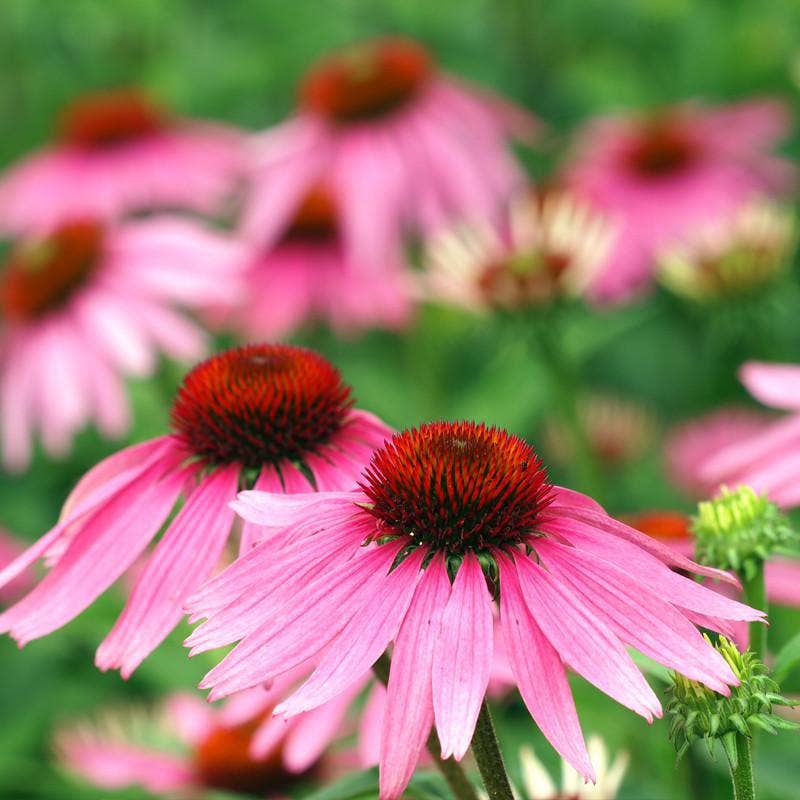Bentley Seed Co. - Wholesale Plant Seeds - Purple Coneflower (Echinacea) Seed Packets2