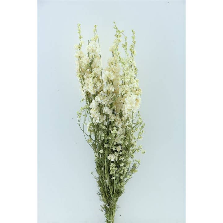 Dutch Flower Studio - Vendita all'ingrosso Fiori secchi/pressati - Delphinium - speronella - bianco - fiori secchi