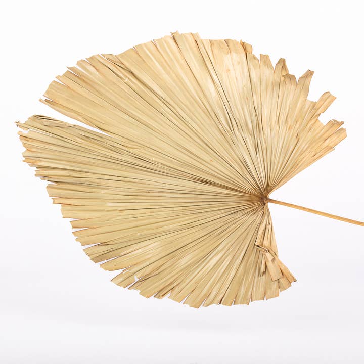 XL Anahaw Palm Frond for wholesale by Willow+Wicker