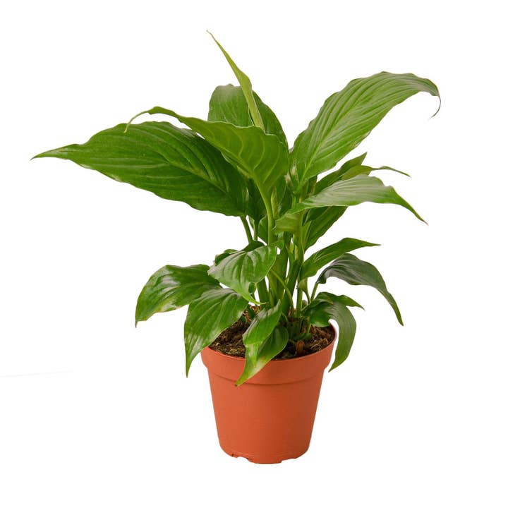 Spathiphyllum 'Friedenslilie' für den Großhandel von House Plant Wholesale WEST