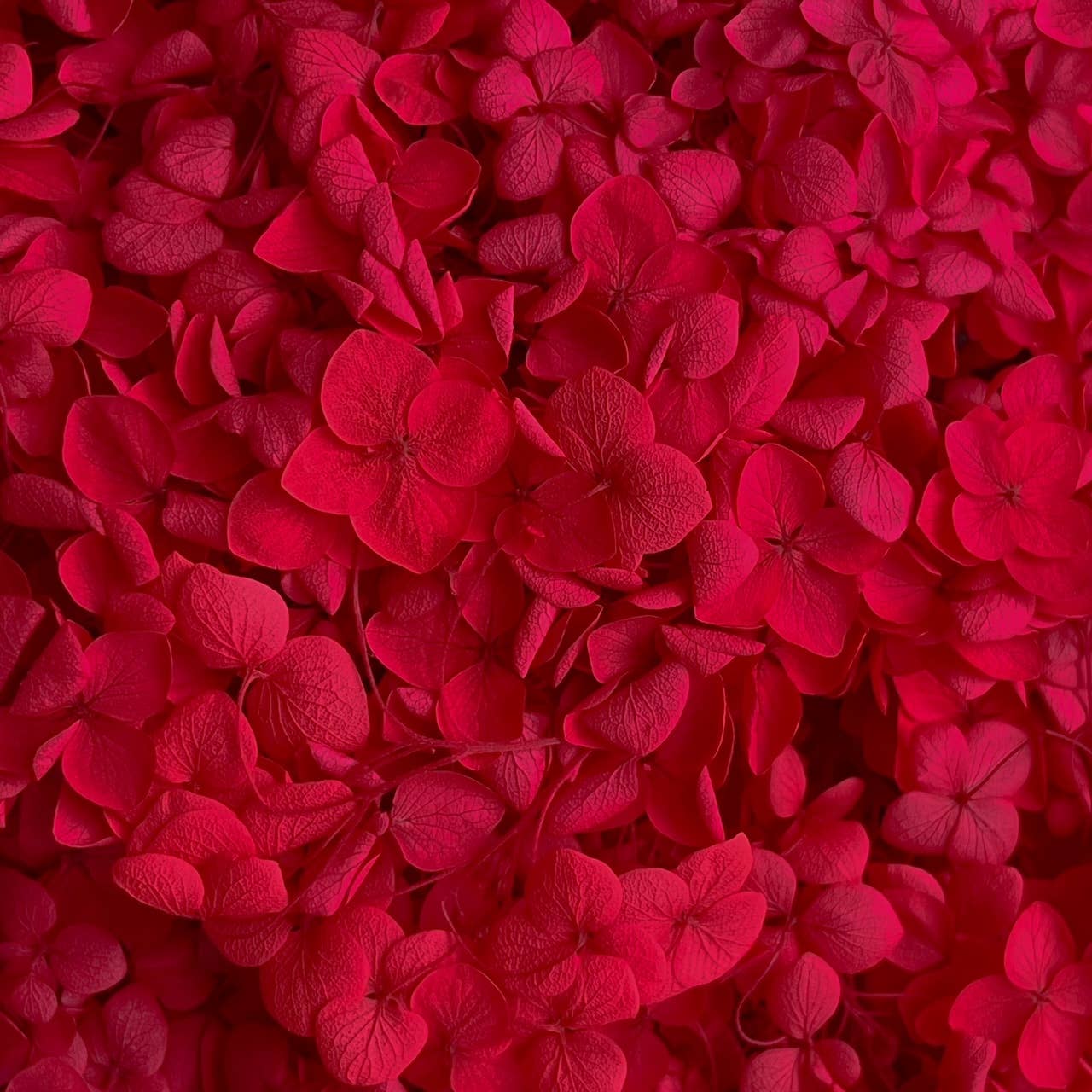 Flowery Work - Wholesale Dried/Pressed Flowers - 30 Colours Preserved & Dried Boxed Hydrangea Flower 30g8