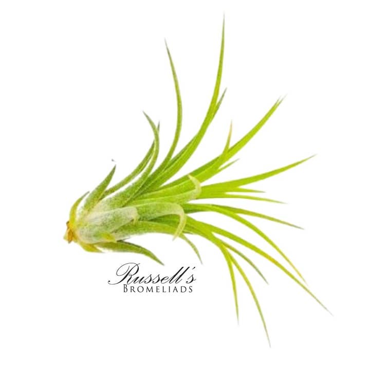 Ionantha Druid, 2-3" for wholesale by Russell's Bromeliads