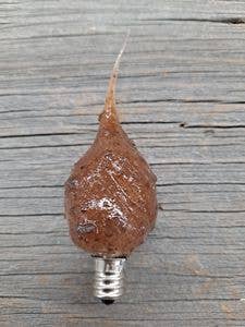 Cinnamon Clove Silicone Bulb (4 Watt) for wholesale by Vickie Jean's Creations Inc