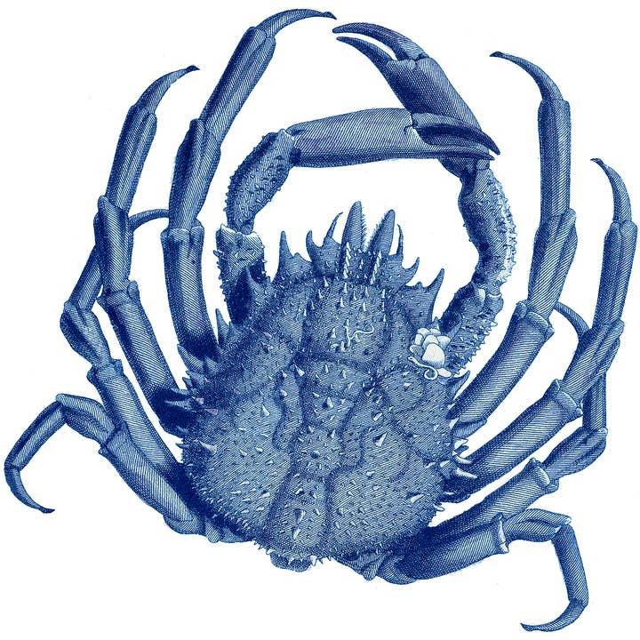 Asciugamano bianco Nautical/ Crabby per la vendita all'ingrosso da parte di Ox Bow Decor