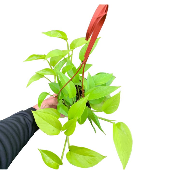 6" Neon Pothos (Epipremnum aureum 'Neon') – Live Houseplant for wholesale by Flow State