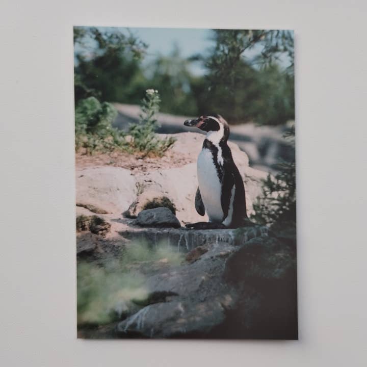 Ansichtkaart - Pinguin (1039) voor wholesale door SannCards