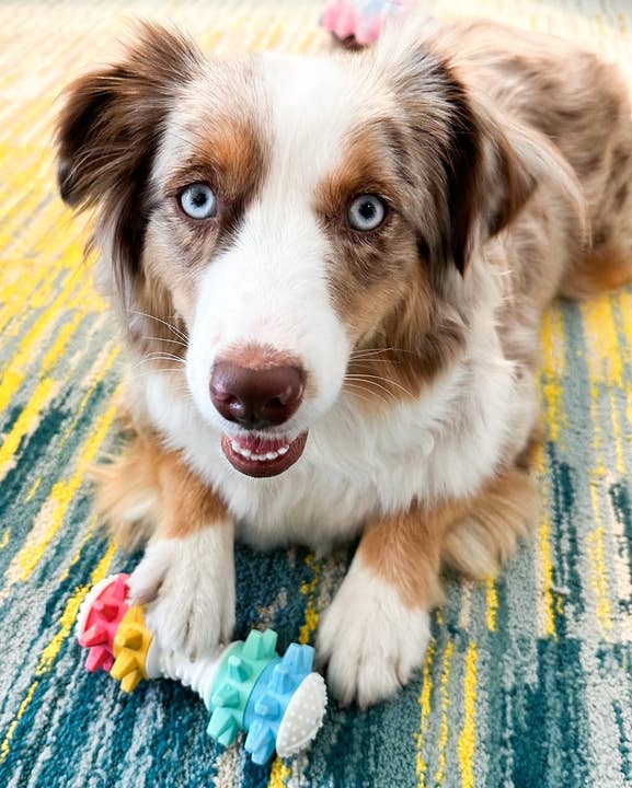 Pet Palette Distribution - Wholesale Pet Chew Toy - Dog - SnugArooz Shake It Off Dog Chew Toy Multicolored 5"6