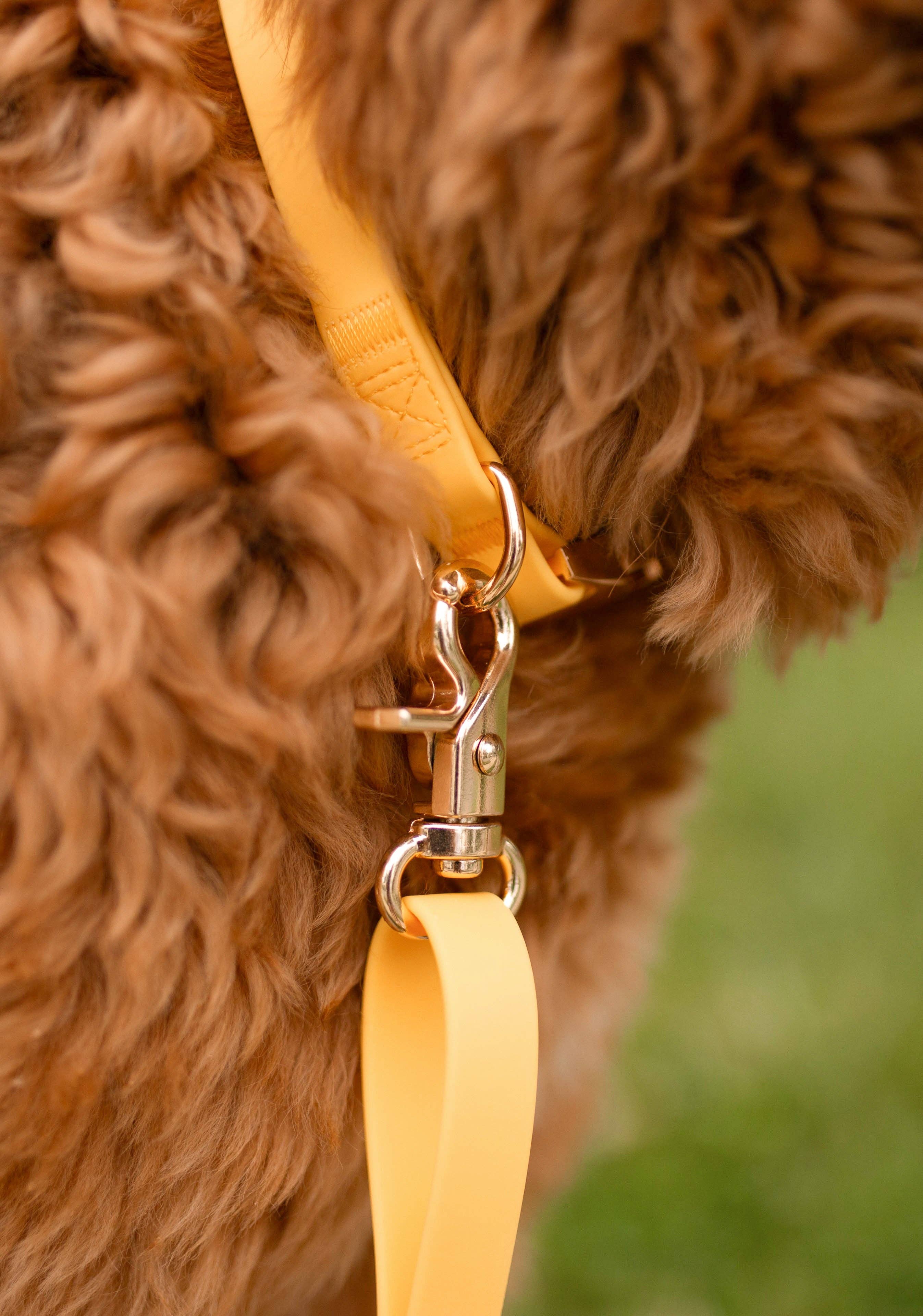 SUNNY TAILS - Vente Collier – chien - Collier de chien étanche jaune pissenlit7