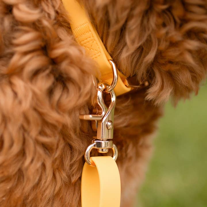SUNNY TAILS - Vente Collier – chien - Collier de chien étanche jaune pissenlit7