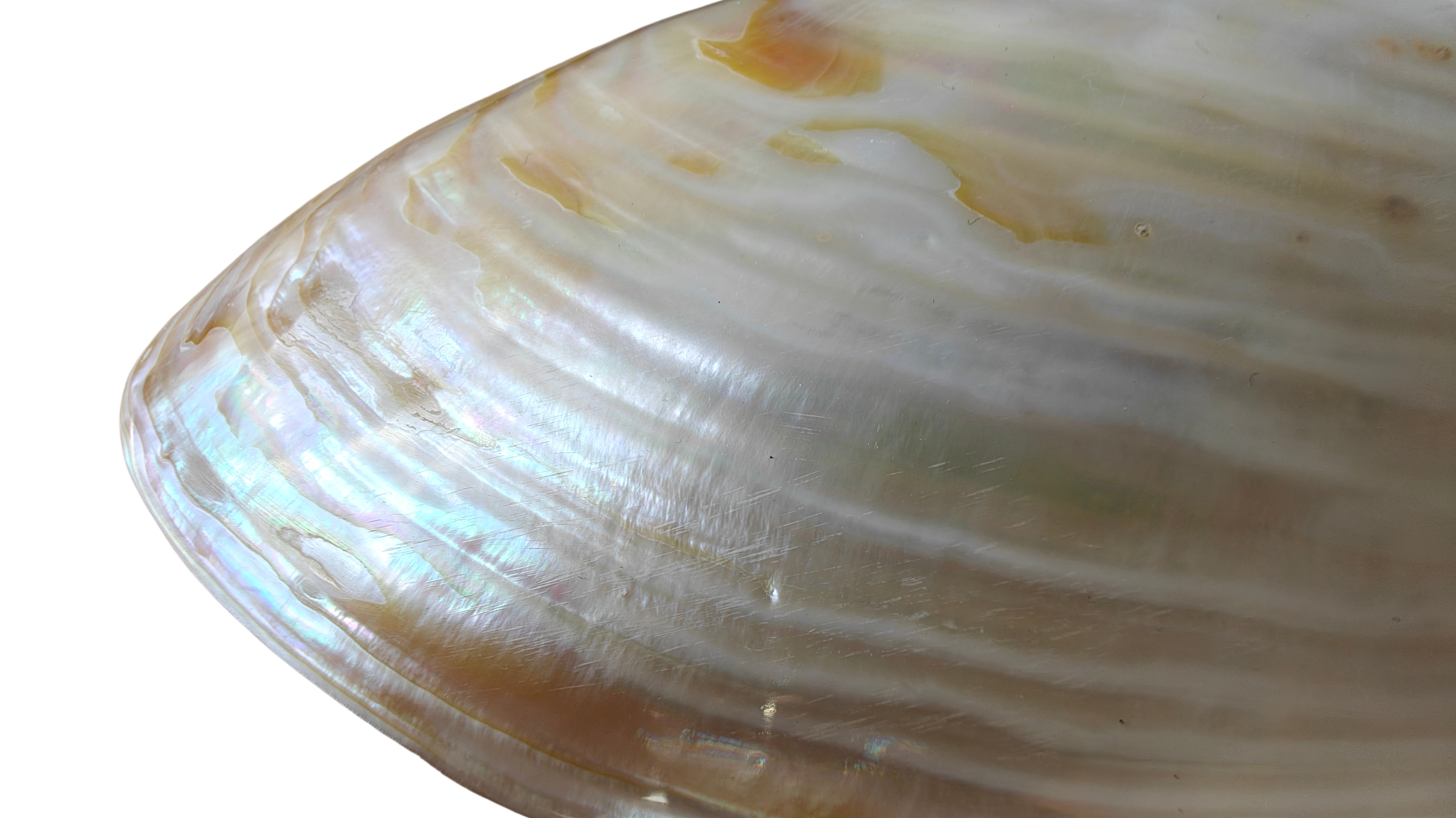 Product Import Holland - Wholesale Decorative Tabletop Object - Unique large shell Kupang 20-22 cm! - mother-of-pearl - mussel1