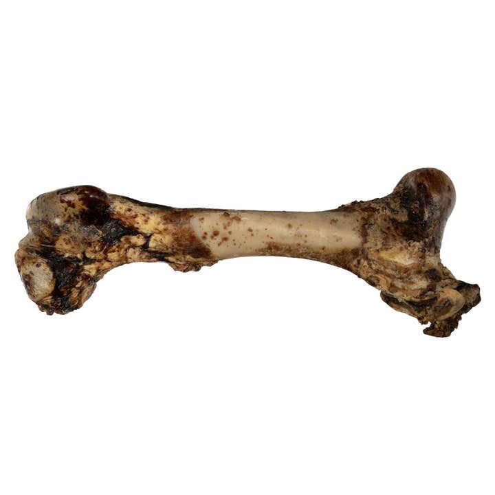 Jojo Modern Pets - Wholesale Pet treats – Dog - Whole Femur Bone Dog Treat - Natural Long-Lasting Chew1