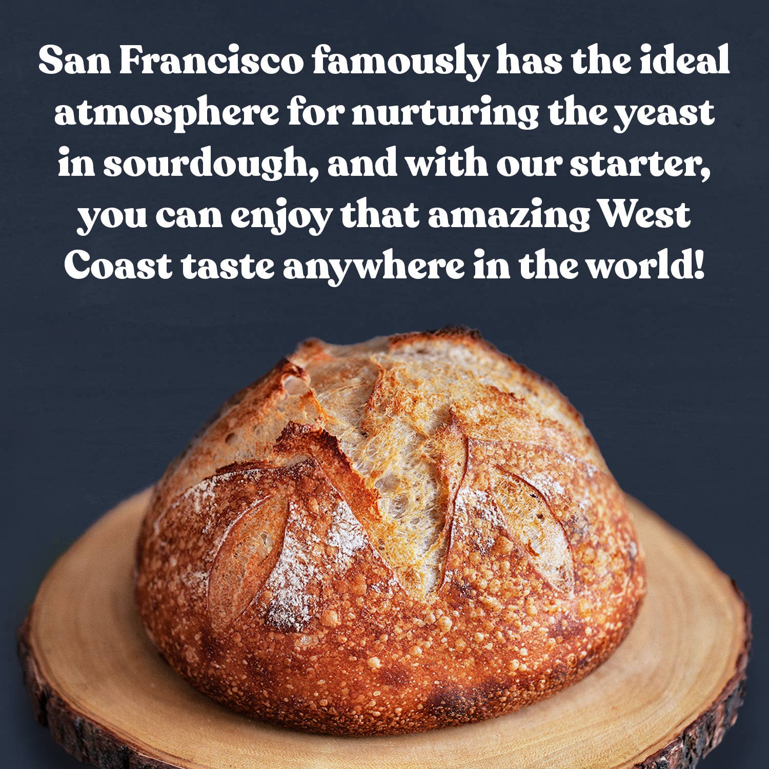 Cultures for Health - Vente Mélange pour pain - Levain au style San Francisco5