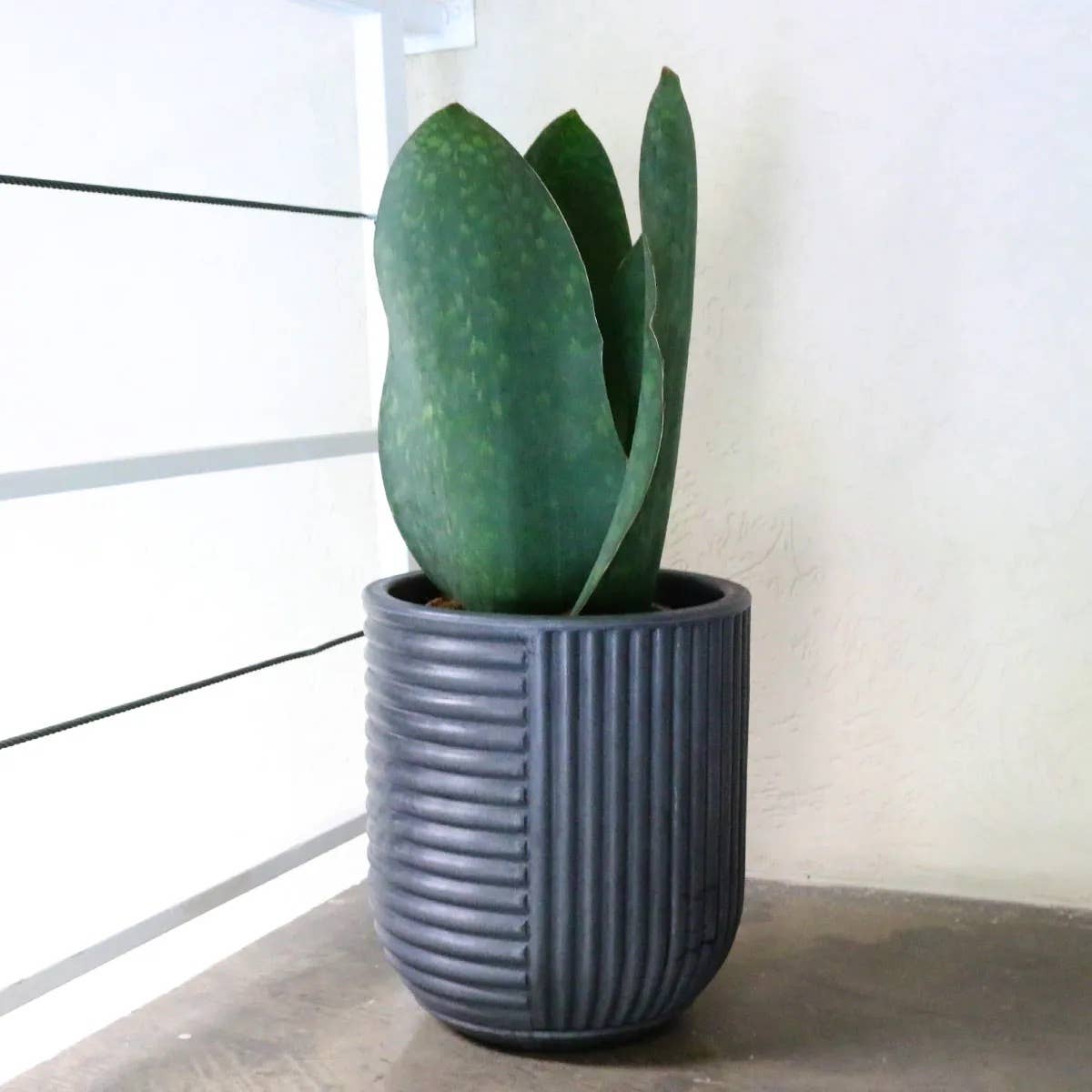 Ecobo - Wholesale Plant Pot - Linhas Pot Planter5