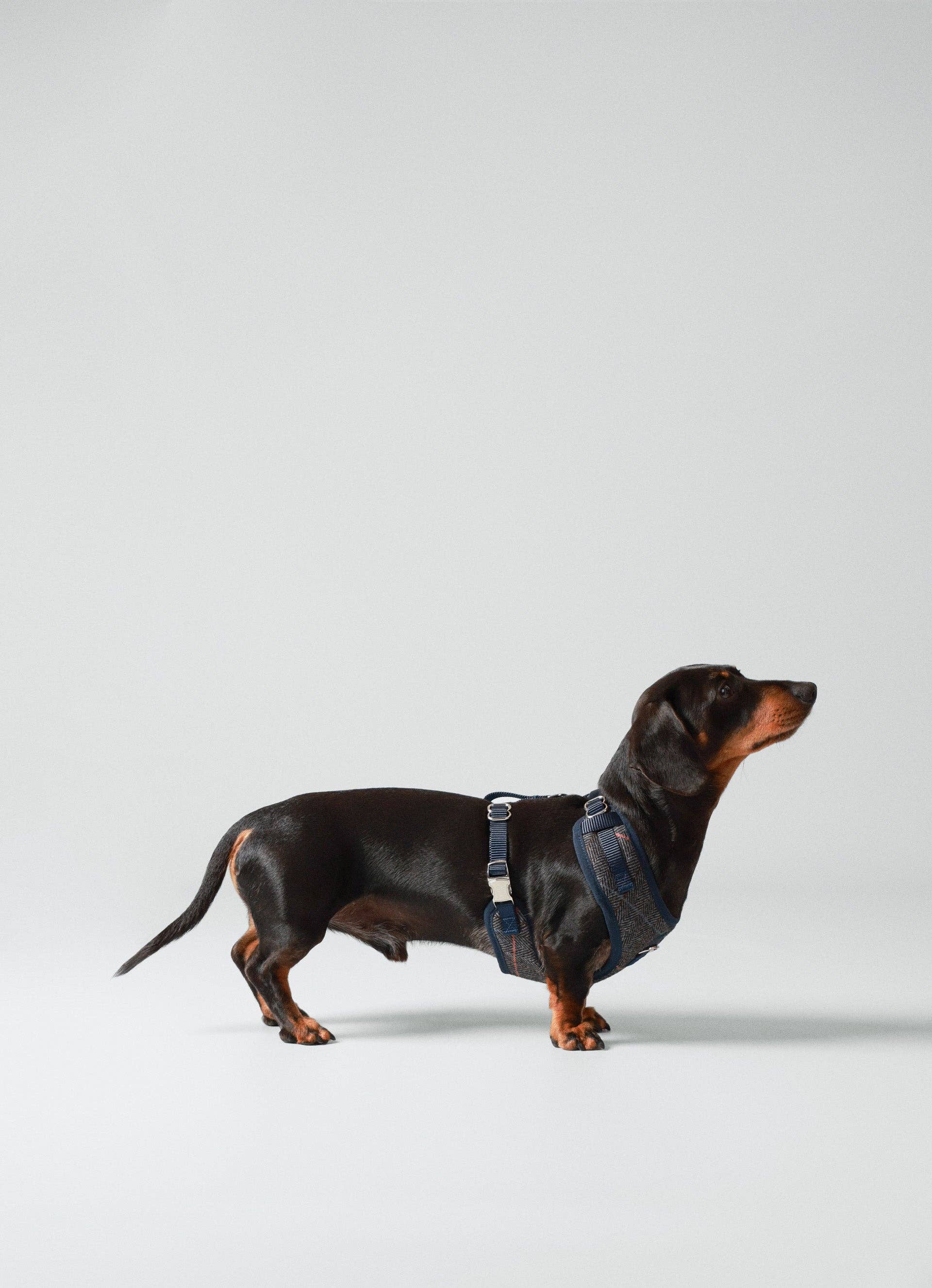 Hugo & Hudson – wholesale Pet harness – Dog – Hackett x Hugo Hudson Grey Checked Tweed Dog Harness5