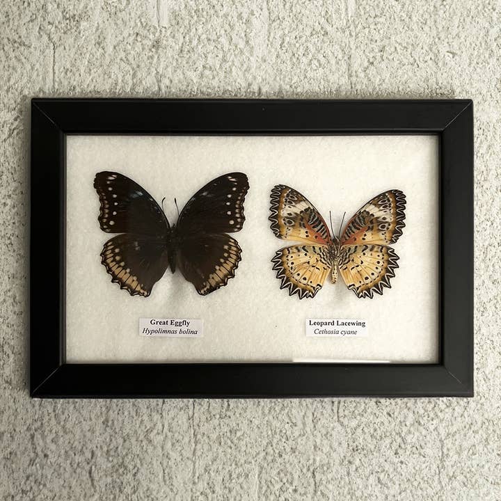 VIE - Wholesale Wall Accent - Butterfly Mounted Under Glass, Assorted6