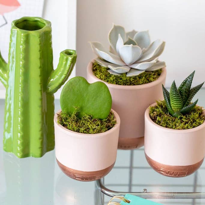 The Little Botanical - Wholesale Live Plant - Hoya Kerrii (Single Heart) π18