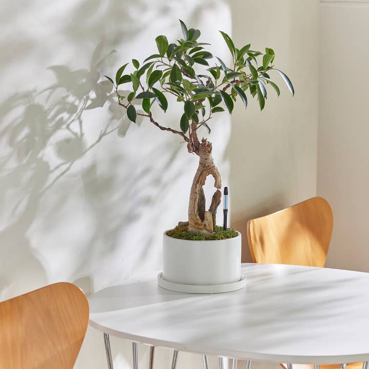 SUStee - Wholesale Garden Tool - SUStee in Bulk (With EAN) Medium Black2