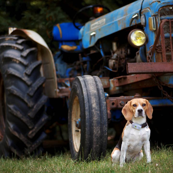 Weenect - Wholesale Pet Collar - Dog - GPS tracker for dogs2