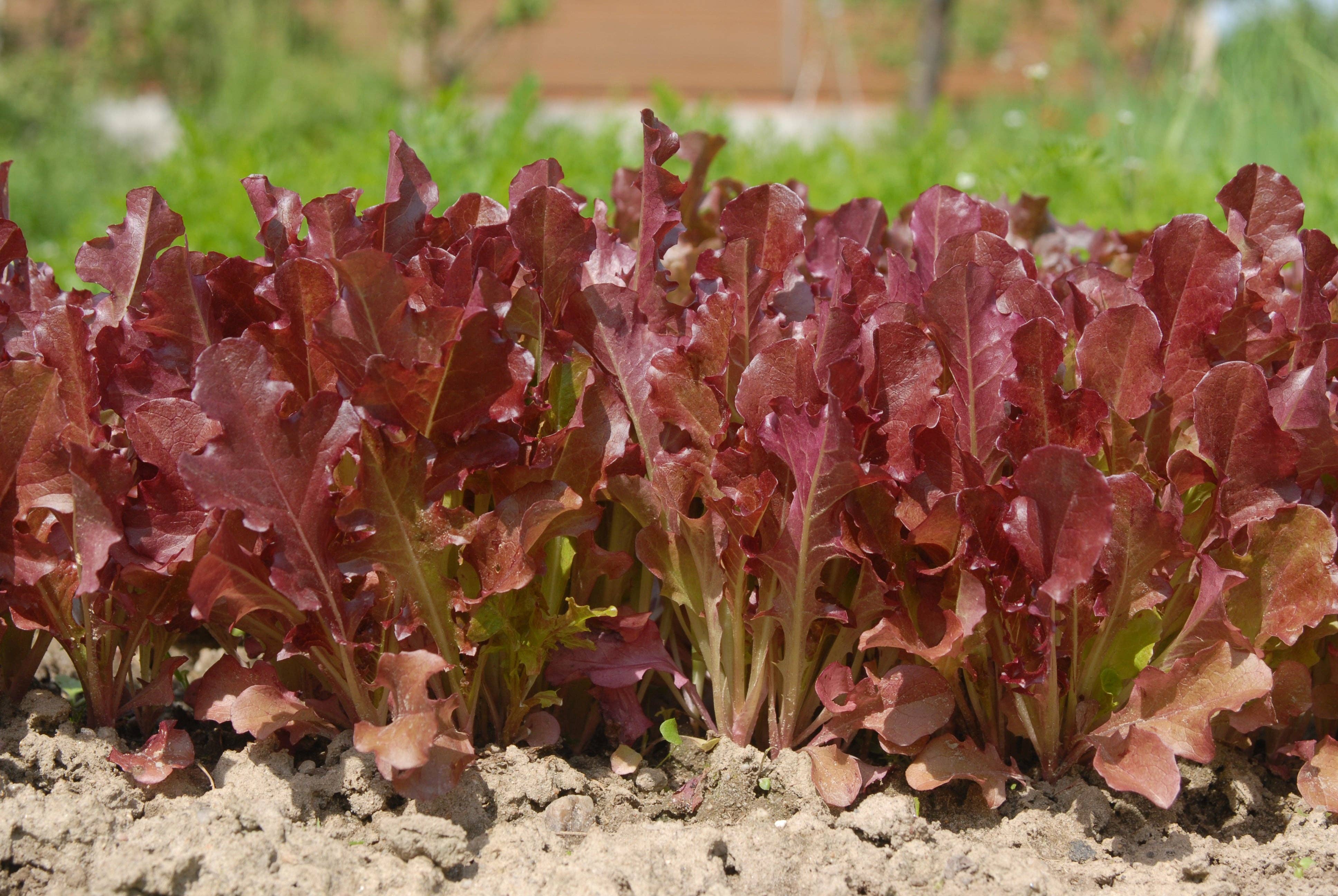 Bentley Seed Co. - Wholesale Plant Seeds - Lettuce, Red Salad Bowl Seed Packets2