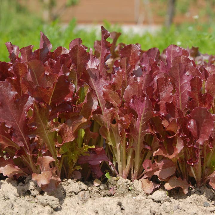 Bentley Seed Co. - Wholesale Plant Seeds - Lettuce, Red Salad Bowl Seed Packets2